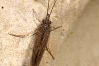 Une femelle (Trichoptre - Psychomyiidae - Tinodes waeneri) (G)  